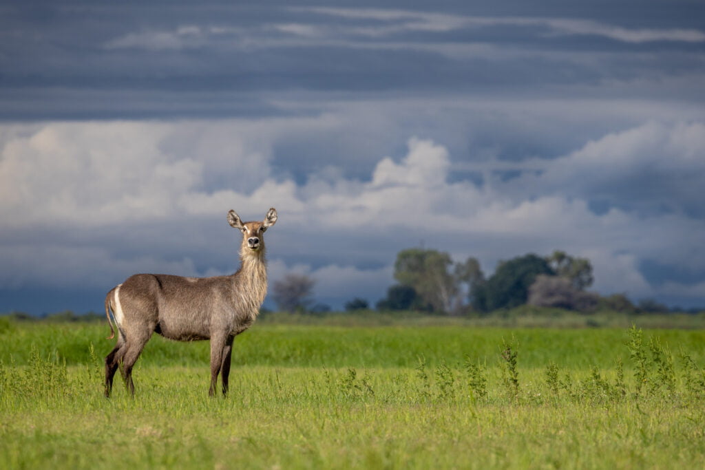 Canon EOS R6 Mark II For Wildlife Photography Review