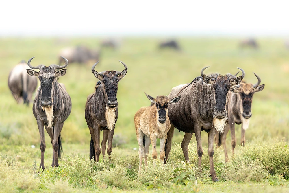 Getting To Know Ndutu And The Ngorongoro Conservation Area