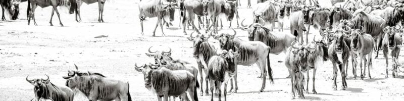 Great Migration Photo Safari | Masai Mara Tour, Kenya