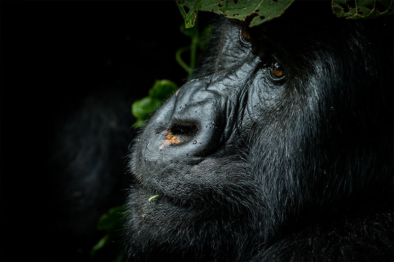 Pangolin Photo Safaris – Rwanda Add on