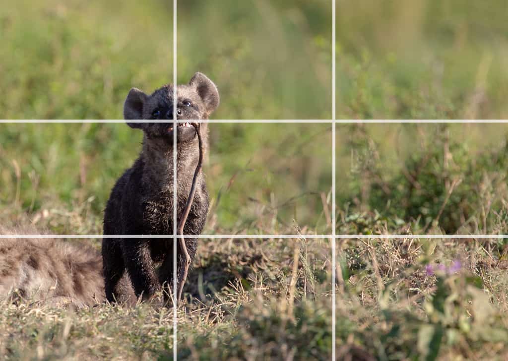 Rule of Thirds | Wildlife Photography | Photo Safari Tips