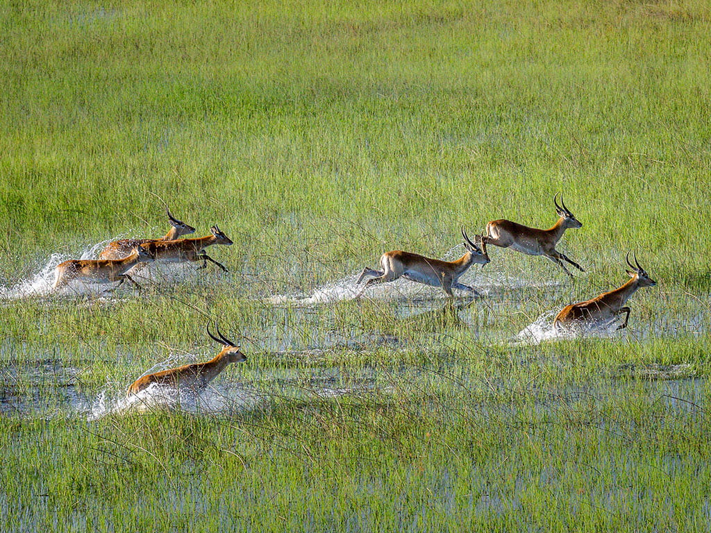 The Okavango Delta - A Wildlife photography haven