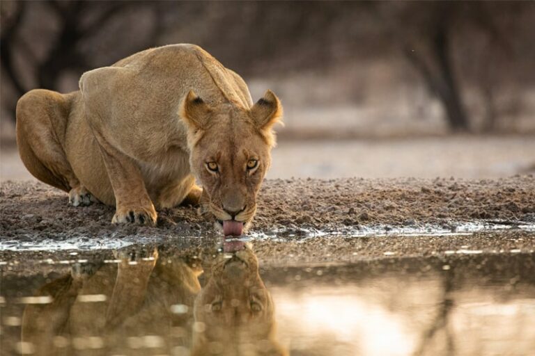 wildlife-photography-workshops-africa-hosted-photo-safaris