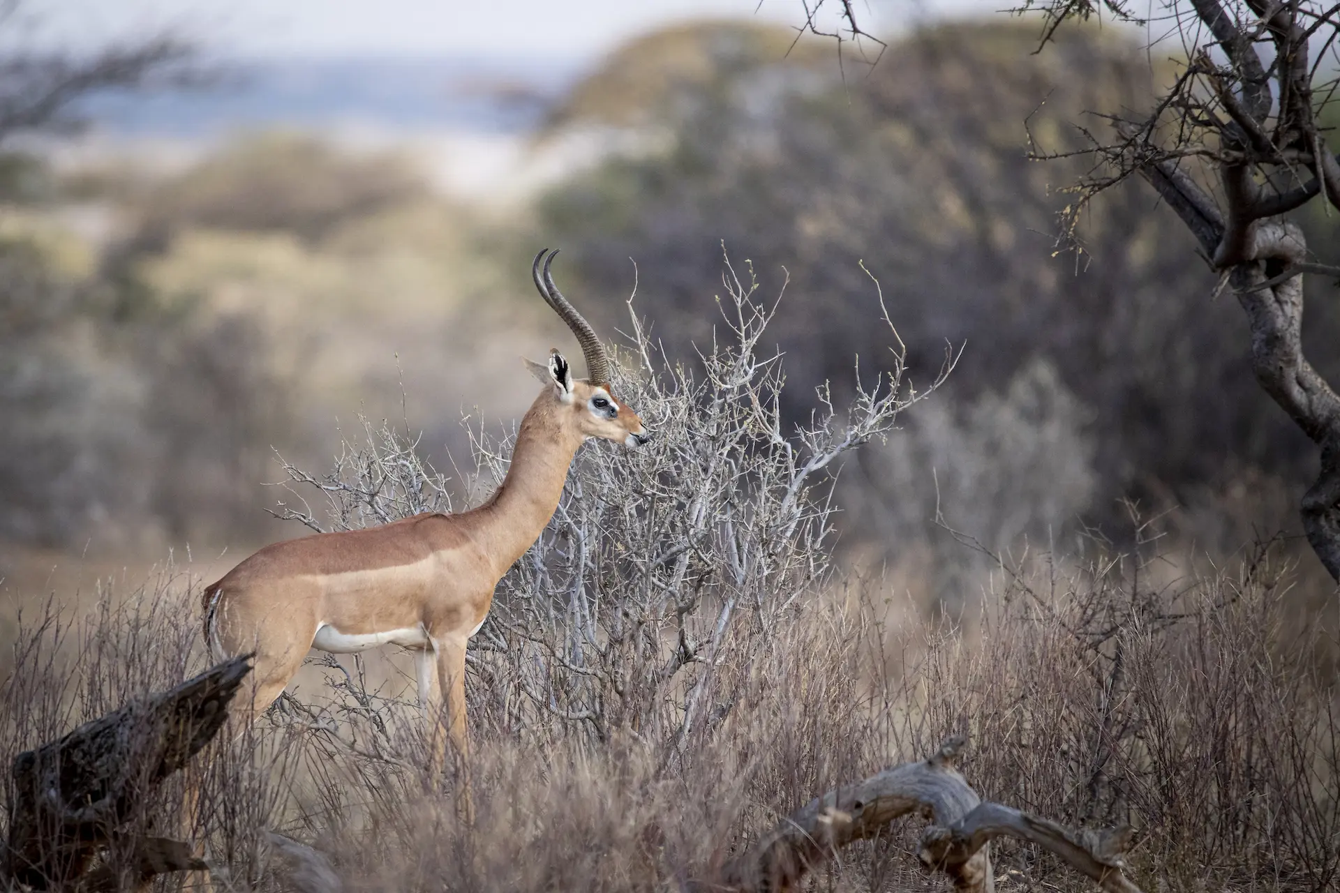 a gerenuk in Samburu