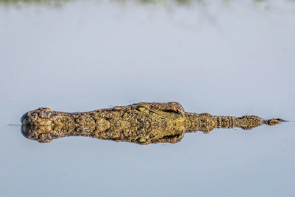 A crocodile lurks in the Chobe river - Charl Stols