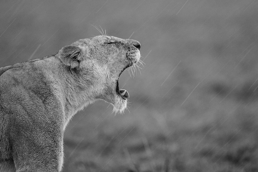 Masai Mara lion calling in the rain. © Charl Stols