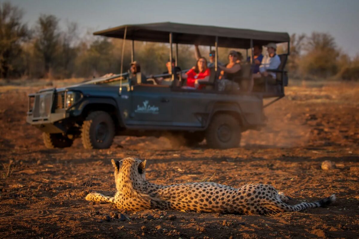 South African Photo Safari Packages & Workshops - Pangolin