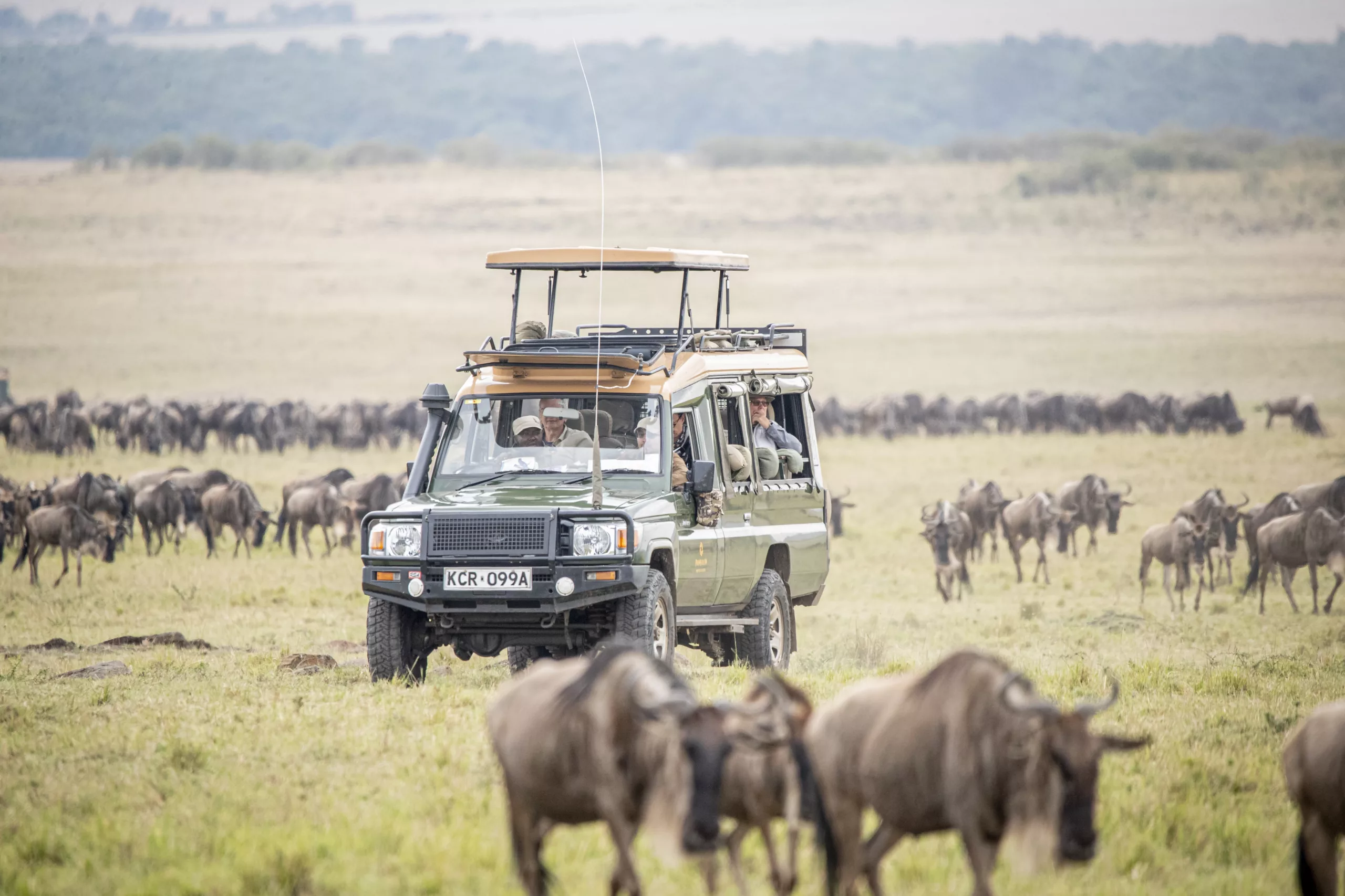 the great migration photo safari pangolin by janine krayer