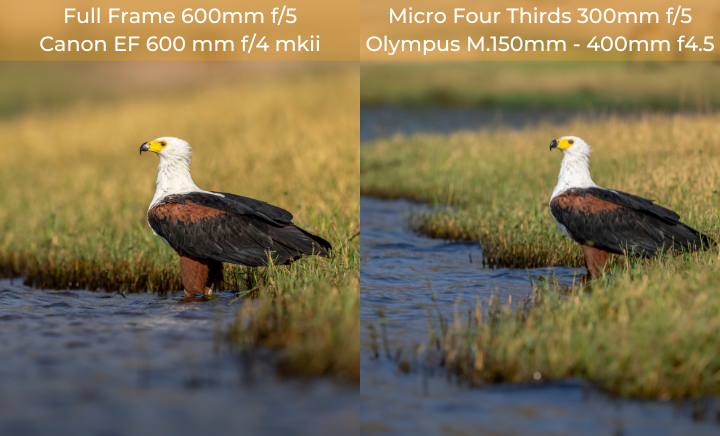 Micro 4:30 for wildlife photography