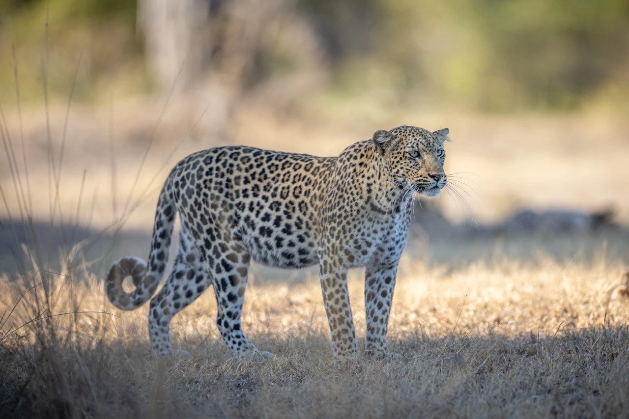 leopard south luangwa photography safari