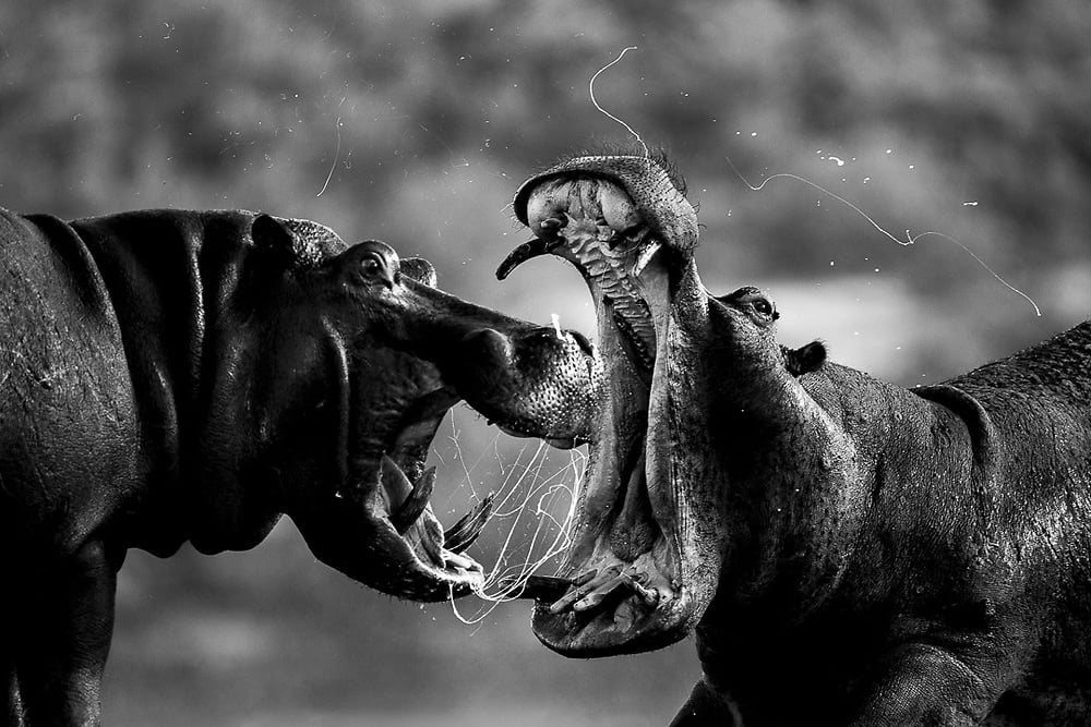 Orecchini Ippopotamo In Gomma - Miniblings Safari - Gancio Argentato, 30 Mm, Fatti A Mano A Berlino