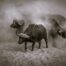 buffalo dust by gail odendaal pangolin photo challenge