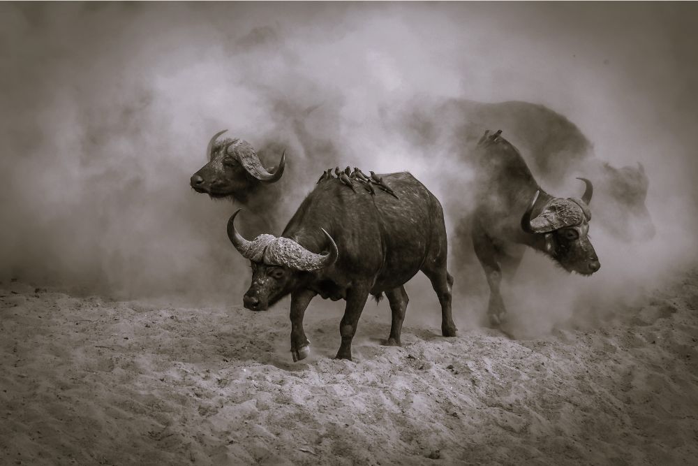 buffalo dust by gail odendaal pangolin photo challenge